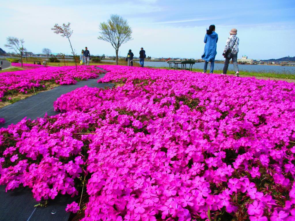 シバザクラのピンクで染まるフラワーロード＝１３日、湯梨浜町の長和田公園（矢部美智留撮影）