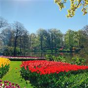 くもりや雨が多いオランダですが、この日は快晴。天気と相まってキューケンホフ公園はどこを写してもとにかく美しかったです。広いので、歩きやすい靴での訪問がおすすめ（清水みなさん提供）