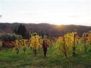 イタリアのトスカーナ地方へ、念願のワイナリーめぐりに行ってきました。ワインはもちろん、美しい景色に終始魅了された旅でした（清水みなさん提供）