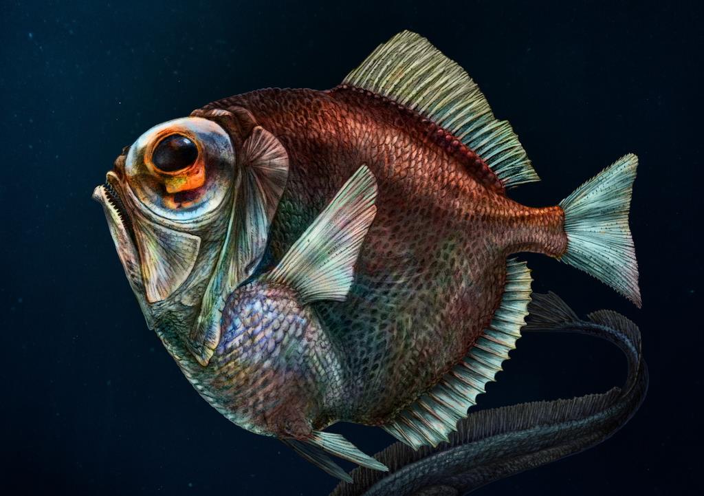 深海魚は暗闇で色を見分けているのか 国際研究チームが常識覆す能力発見 1 2ページ Sankeibiz サンケイビズ 自分を磨く経済情報サイト