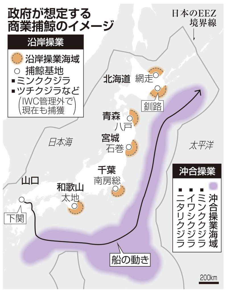 商業捕鯨を31年ぶりに再開 釧路港で2頭水揚げ 捕獲枠は抑制 Sankeibiz サンケイビズ 自分を磨く経済情報サイト