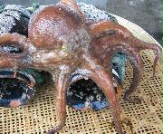 滋味あふれるマダコ（全国漁業協同組合連合会提供）