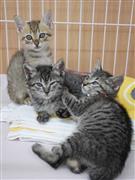保護され、新しい飼い主が見つかるのを待つ子猫たち＝８月、大阪市住之江区のおおさかワンニャンセンター