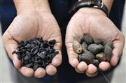 炭化前（右）と炭化後のアブラヤシの殻＝共同