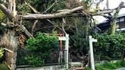 昨年の台風で倒木被害にあった神社（京都市内） - 撮影＝鵜飼 秀徳