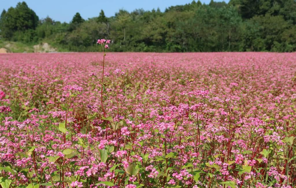 営農再開へ 希望の花が満開 福島 大熊町 試験栽培の赤花ソバ Sankeibiz サンケイビズ 自分を磨く経済情報サイト