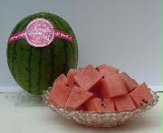 ナント種苗が開発した種が小さい小玉スイカ「ピノ・ガール」