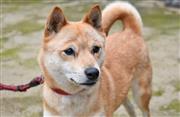ピンと伸びた耳が特徴の山陰柴犬＝鳥取県湯梨浜町