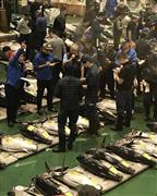 威勢のいいかけ声とともに始まったマグロの競り＝３日午前５時、江東区の豊洲市場（植木裕香子撮影）