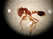 東京港青海ふ頭で見つかったヒアリ（自然環境研究センター提供）