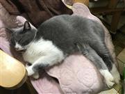 今年で１７歳になった室内飼いの猫。足腰が弱くなり、１日の大半を寝て過ごしている。