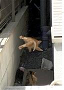 家屋の裏で元気に飛び跳ねる子猫。でも街中は危険なこともいっぱい。