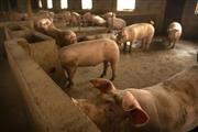 中国河北省の養豚場（ＡＰ）