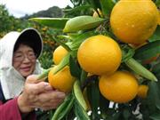 有田みかんを栽培する伊藤美千代さん＝和歌山県有田市