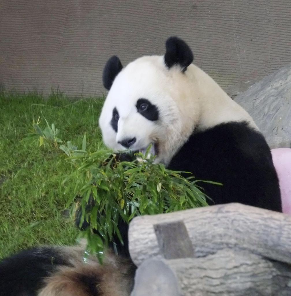 ５歳の誕生日を迎えたジャイアントパンダの「桃浜」＝２日、和歌山県白浜町