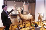 北海道博物館の企画展で展示されているエゾシカの剥製。本州以南のシカより体が大きい＝札幌市（寺田理恵撮影）