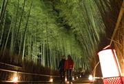試験点灯でライトアップされた「竹林の小径」＝１１日午後、京都市右京区（永田直也撮影）