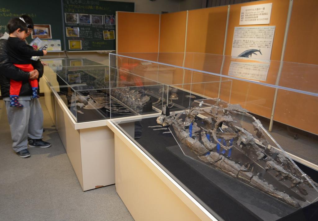 海の王者 モササウルスの全身骨格展示 和歌山 海南 Sankeibiz サンケイビズ 自分を磨く経済情報サイト