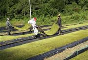 コケの収穫は一年中可能だが、最盛期は春と秋だ＝９月２０日、山形市