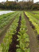 「ビオアグリ」の農場。無肥料・無農薬で約４０種類の野菜を栽培