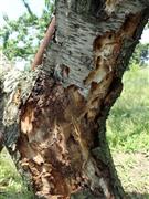 栃木県でクビアカツヤカミキリの被害を受けた樹木