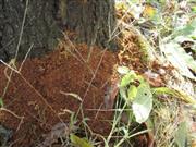 果樹の根元に確認されたクビアカツヤカミキリの被害痕跡＝和歌山県かつらぎ町