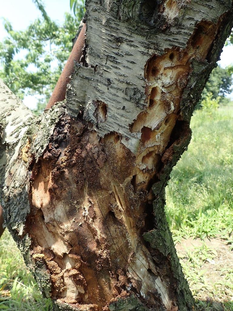 果樹を全滅させる外来カミキリの恐怖 約千個の卵を産み 農薬も効果薄 Sankeibiz サンケイビズ 自分を磨く経済情報サイト