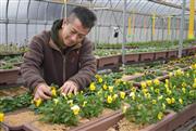 エディブルフラワーを手入れするエフ鳥取の中山修社長＝鳥取市
