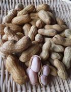 ＪＲ秋葉原駅の高架下にある「アキハバラ房の駅」で販売されているゆでピーナツ。千葉県産「おおまさり」（左側）は一般的な品種の２倍は大きい