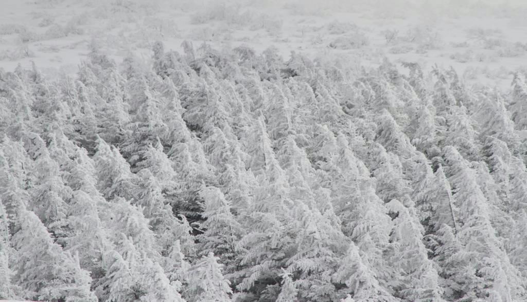 山腹に広がる箕輪山の樹氷。暖冬の影響か例年よりも小さいという＝１９日、福島県猪苗代町（芹沢伸生撮影）