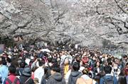 昨年は多くの花見客でにぎわった上野恩賜公園だが、今年はイベント自粛などで光景が一変する可能性も