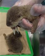 関西空港でスーツケースの中から発見されたコツメカワウソ（大阪税関提供）