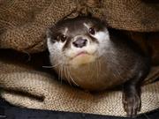 動物園でも人気のコツメカワウソ（神戸市立王子動物園提供）