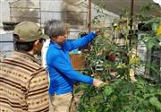 障害のある人と一緒に農作業をする「グリーンファーム」の坪井直人さん（右）＝岡山県総社市