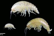 マリアナ海溝で見つかった新種のオキソコエビ「エウリセネス・プラスティクス」の幼生（左下）と成体（英ニューカッスル大提供）