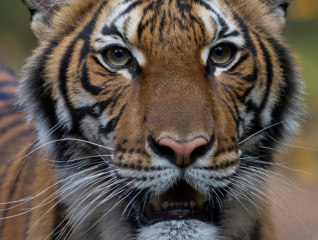 米ニューヨークの動物園でトラが新型コロナ感染 Sankeibiz サンケイビズ 自分を磨く経済情報サイト
