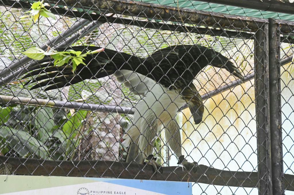 翼を広げたフィリピンワシ＝ダバオ（共同）