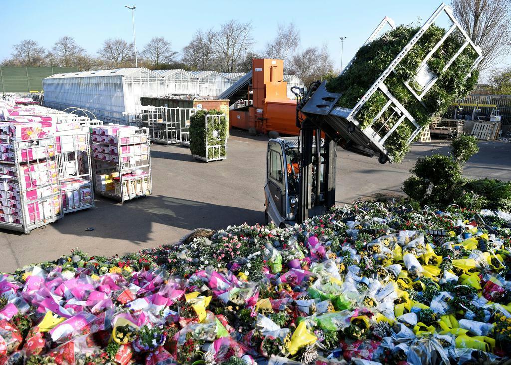 オランダ花売り上げ８０ 減 外出規制で需要しぼむ Sankeibiz サンケイビズ 自分を磨く経済情報サイト