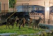 深夜、奈良公園から少し離れた住宅街で草を食べるシカ＝奈良市
