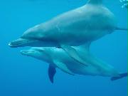 海中で野生のイルカと泳ぐ体験は、新鮮な感動を与えてくれる