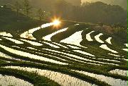 田植えが終わり、水をたたえる大山千枚田に朝日が反射した。「日本の棚田百選」にも選ばれた美しい原風景がコロナ禍の影響を受けている＝千葉県鴨川市