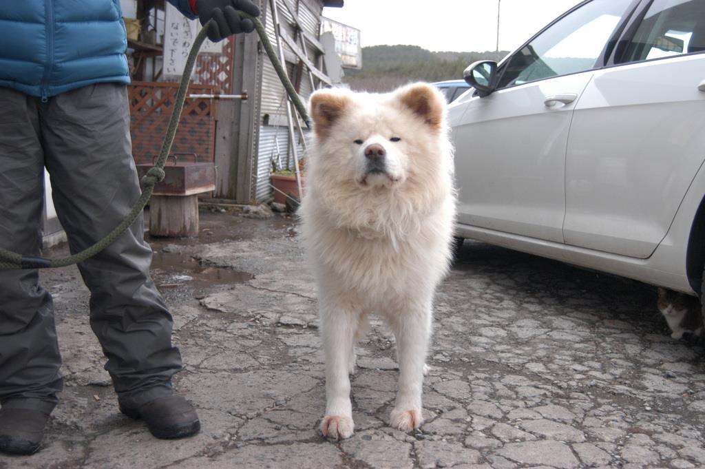 さ わ お 犬 ブサカワ