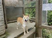 シェルターで飼育されている保護犬。審査を重ねた上で、適切な里親に譲渡される＝大阪府能勢町