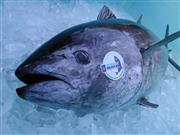 完全養殖で育てられた〝近大マグロ〟(近畿大学提供)