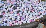久安寺の境内の池に浮かべられたアジサイ＝２６日、大阪府池田市（渡辺恭晃撮影）