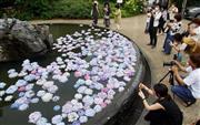 久安寺の境内の池に浮かべられたあじさいを撮影する観光客ら＝２６日、大阪府池田市（渡辺恭晃撮影）