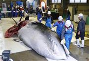 ３１年ぶりに商業捕鯨が再開され、解体場に運ばれたクジラ＝２０１９年７月、北海道釧路市