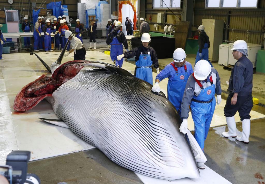 鯨食文化 復活の成果見えず 商業捕鯨再開１年 問われる妥当性 Sankeibiz サンケイビズ 自分を磨く経済情報サイト