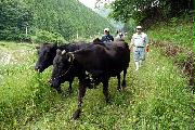 耕作放棄地で行われる和牛の放牧＝平成２７年、岡山県新見市