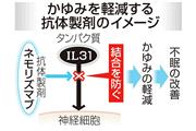 かゆみを軽減する抗体製剤のイメージ